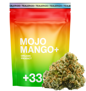 Modjo Mango THV+