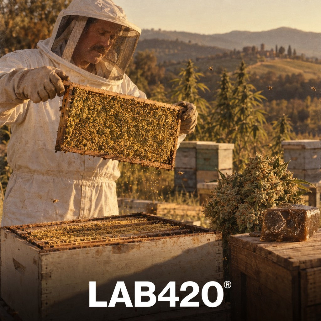 Pollen de CBD vs Resine vs Fleur : Le Comparatif Complet