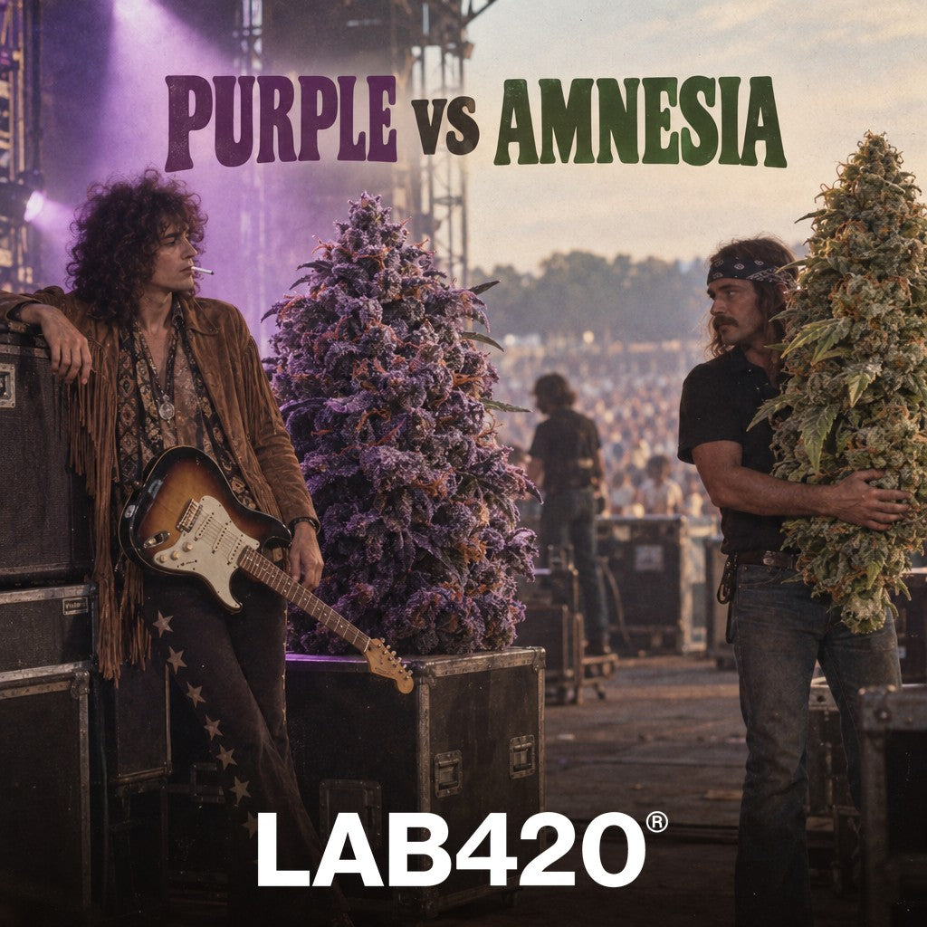 Purple Haze vs Amnesia Haze : Quelle Variété Choisir ?