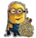 Bob Kush 25% THCA