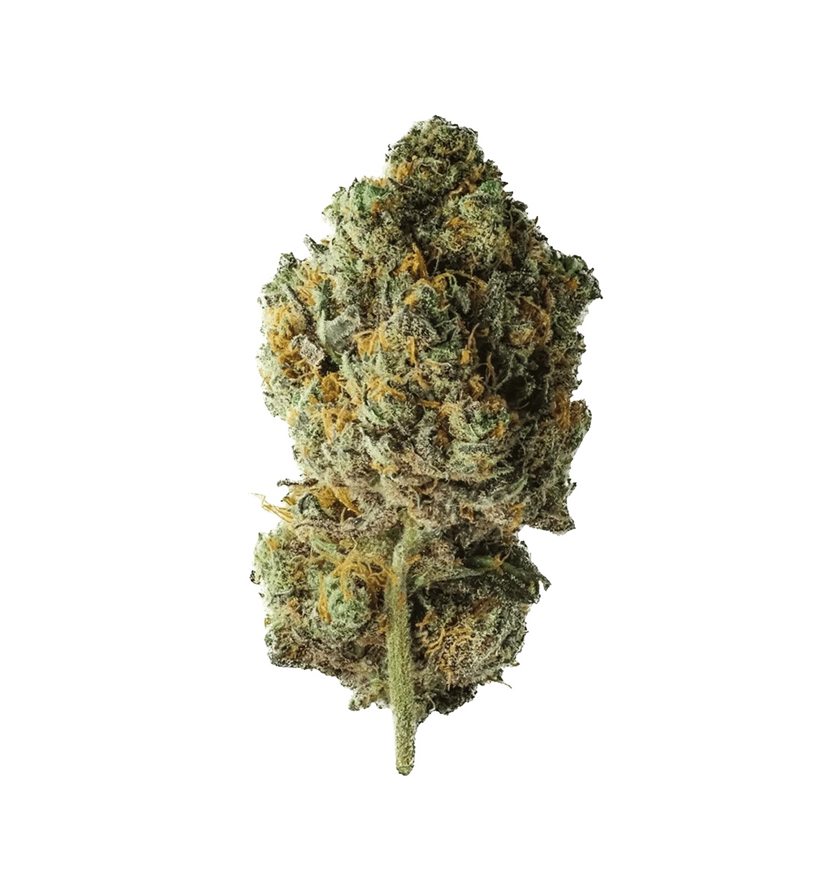 Tangerine Dream CBN+