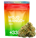Modjo Mango THV+