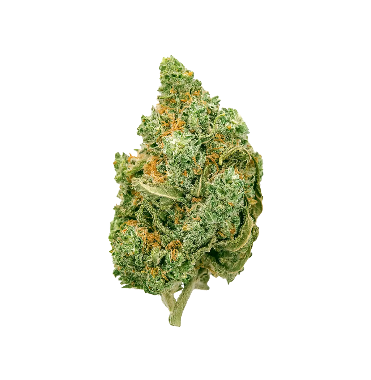 Black Haze THV+