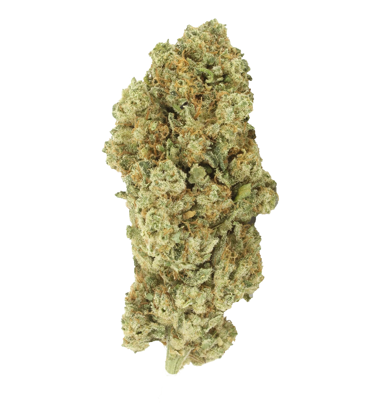 Fleur du démon CBX
