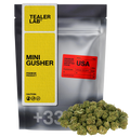 Mini Gusher THCA